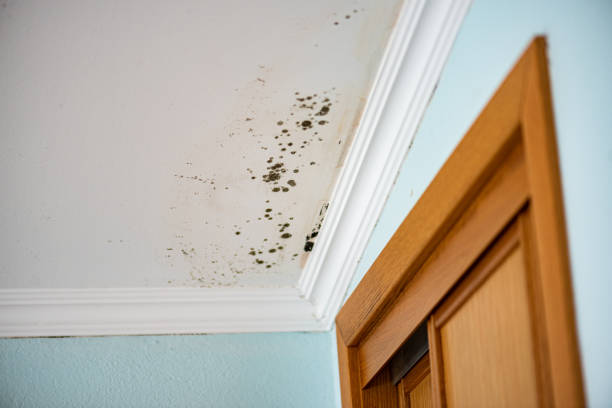 Why You Should Choose Our Mold Remediation Services in Beach City, TX